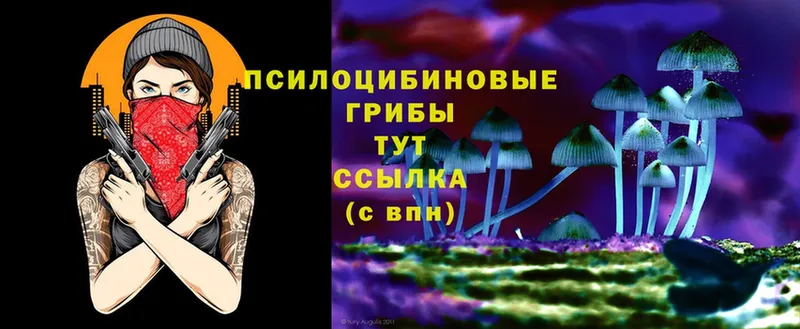 Псилоцибиновые грибы Cubensis  Тобольск 